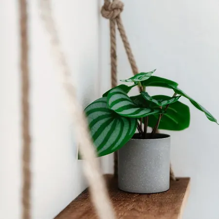 Piazza Roma By Quokka 360 - Within The Historic Walls Of *